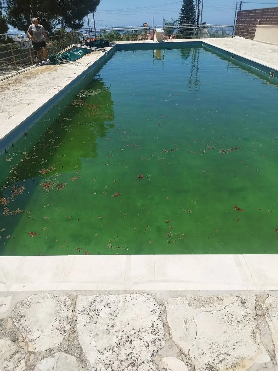 Pool with green algae water