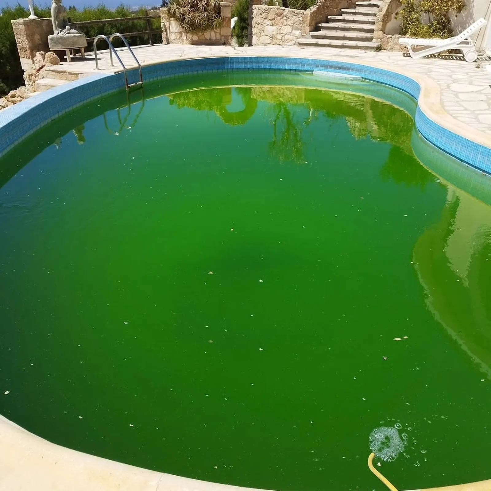Before: the kidney pool with green water